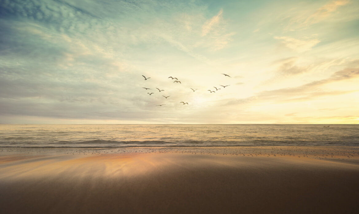 Vögel über dem Meer im Sonnenuntergang